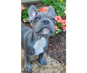 French Bulldog Puppy for sale in GORDONVILLE, PA, USA