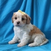 Small Photo #1 Cavachon Puppy For Sale in NAVARRE, OH, USA