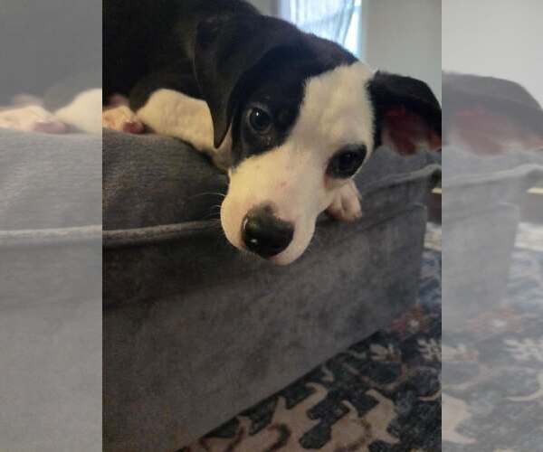 Medium Photo #1 Mutt Puppy For Sale in Woodbury, NY, USA
