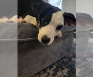 Mutt Dogs for adoption in Woodbury, NY, USA