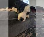 BACON - Male Mutt Dog for Adoption - Small photo