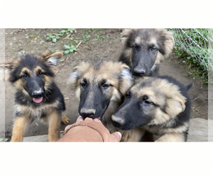 German Shepherd Dog Puppy for sale in COLUMBUS, IN, USA