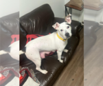 Small #5 American Staffordshire Terrier Mix