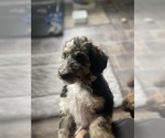 Puppy Puppy 2 Bernedoodle