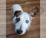 Small #1 Jack Russell Terrier Mix