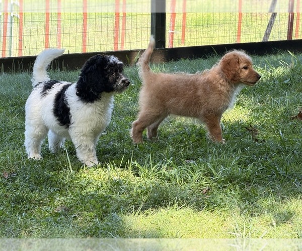 Medium Photo #3 Aussiedoodle Puppy For Sale in ASHEVILLE, NC, USA