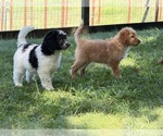 Small Photo #106 Aussiedoodle Puppy For Sale in ASHEVILLE, NC, USA