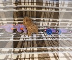 Puppy Zoey Poodle (Toy)