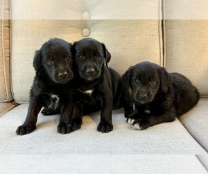 Labrador Retriever Puppy for Sale in FAIR HAVEN, Michigan USA