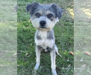 Bojangles - Male Mutt Dog for Adoption - Photo #2