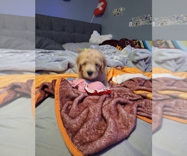 Medium Photo #9 Goldendoodle Puppy For Sale in LOUISA, VA, USA