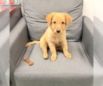 Small #3 Mutt