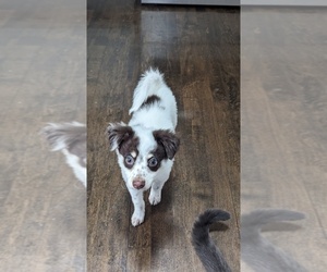 American Eskimo Dog-Maltese Mix Puppy for sale in CHICAGO, IL, USA