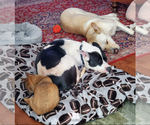 Small #3 American Bulldog Mix