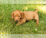 Small #12 Dachshund