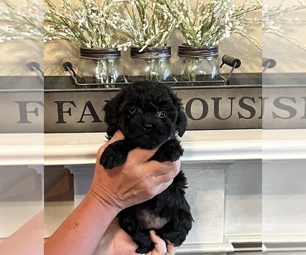 Medium Photo #3 ShihPoo Puppy For Sale in SUMMERDALE, AL, USA