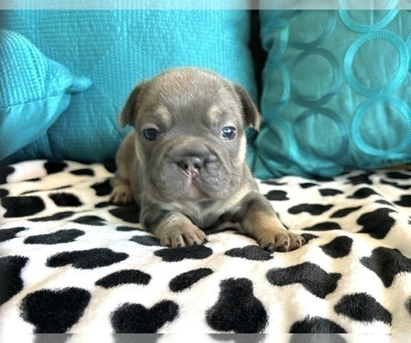 Medium Photo #54 French Bulldog Puppy For Sale in SPRINGFIELD, MA, USA