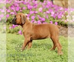 Small #3 Boxer