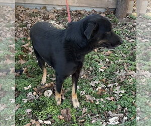 Max - Male Mutt Dog for Adoption
