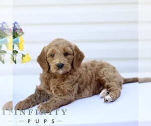 Goldendoodle (Miniature) Puppy for sale in RONKS, PA, USA