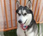 Small #1 Siberian Husky Mix