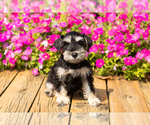 Small #5 Schnauzer (Miniature)