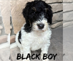 Puppy Black boy Bernedoodle