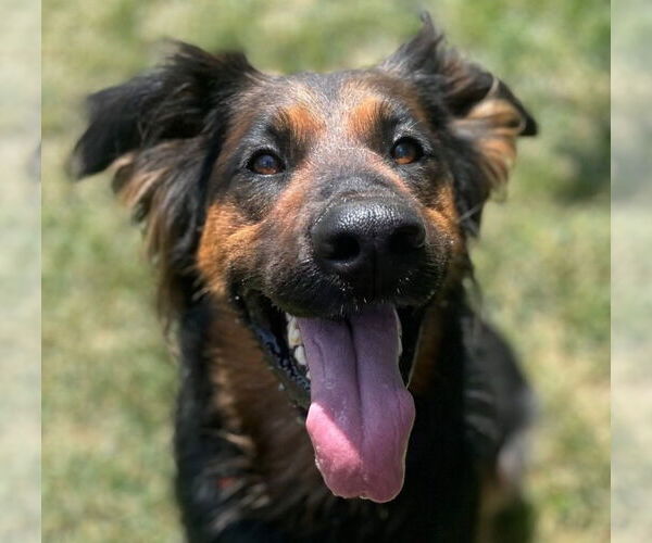 Medium Photo #8 German Shepherd Dog-Unknown Mix Puppy For Sale in Lake Forest, CA, USA