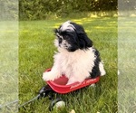 Small #2 Shih Tzu