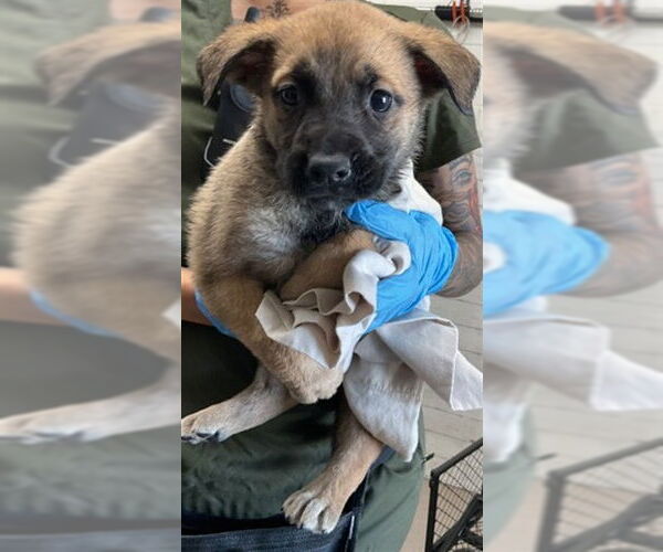 Medium Photo #2 Mutt Puppy For Sale in San Bernardino, CA, USA