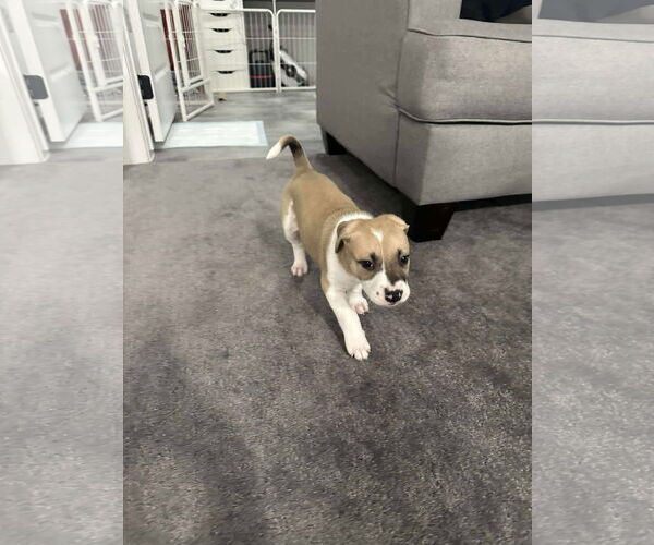 Medium Photo #5 Labrador Retriever Puppy For Sale in The Woodlands, TX, USA