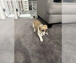 Small #4 Labrador Retriever