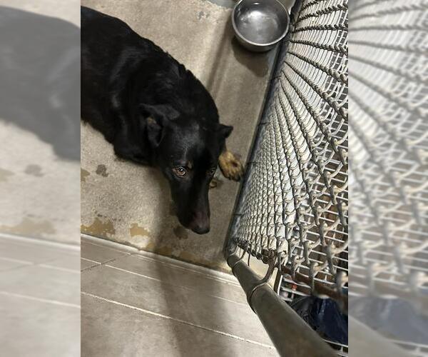 Medium Photo #1 German Shepherd Dog Puppy For Sale in Stockton, CA, USA