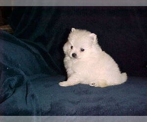 Pomeranian Puppy for sale in APPLE VALLEY, CA, USA