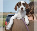Small #4 Borador