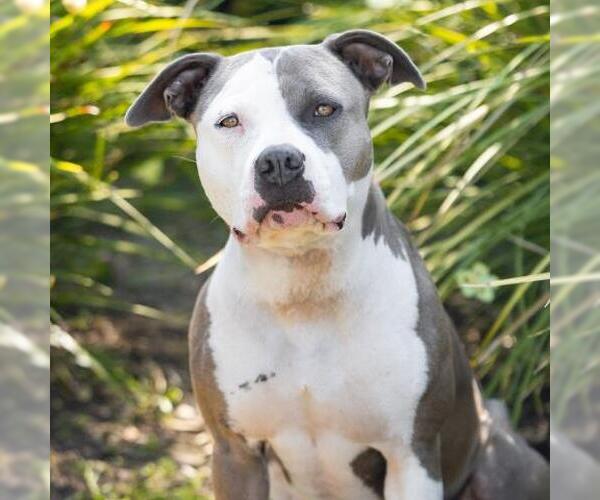 Medium Photo #2 Mutt Puppy For Sale in Camarillo, CA, USA