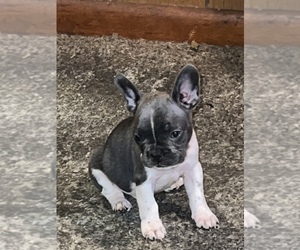 French Bulldog Puppy for sale in WASHINGTON, DC, USA