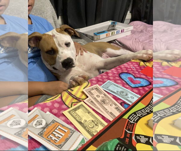 Medium Photo #2 Staffordshire Bull Terrier-Unknown Mix Puppy For Sale in Princeton, MN, USA