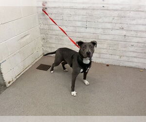 Mutt Dogs for adoption in San Bernardino, CA, USA