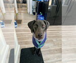 Small #9 Doberman Pinscher