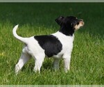 Small #3 Fox Terrier (Toy)
