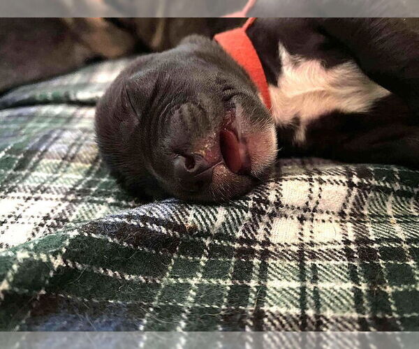 Medium Photo #11 Mutt Puppy For Sale in Imlay City, MI, USA