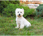 Small #3 West Highland White Terrier