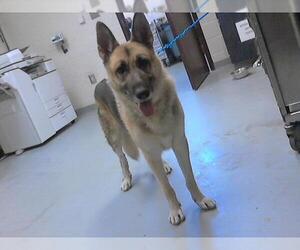 German Shepherd Dog Dogs for adoption in Fayetteville, NC, USA