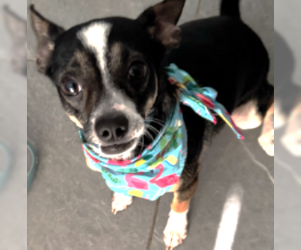 Medium Photo #3 Chihuahua-Unknown Mix Puppy For Sale in HOUSTON, TX, USA