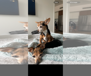 Chihuahua Dogs for adoption in Dana Point, CA, USA