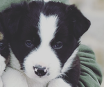 Small Photo #5 Border Collie Puppy For Sale in GOSHEN, KY, USA