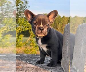 French Bulldog Puppy for sale in BROOKLYN, NY, USA