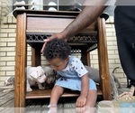 Small #24 American Bully