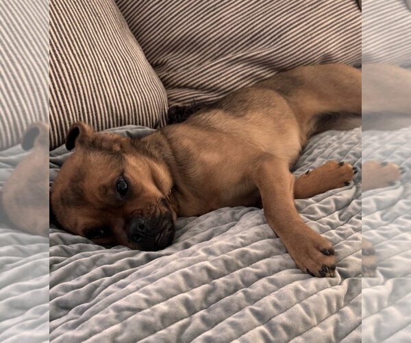 Medium Photo #4 Puggle Puppy For Sale in Davis, CA, USA